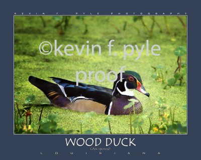 70502_WOODDUCK_00 20x16.jpg