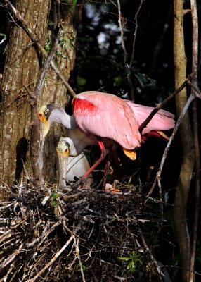 1rookery1121 5x7 dr.jpg