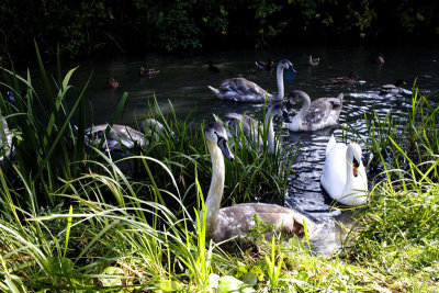 Mills Stream, Swindon.jpg