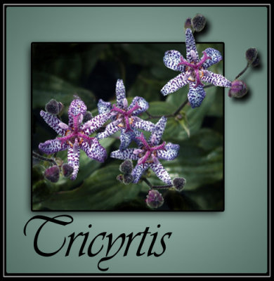tricyrtis