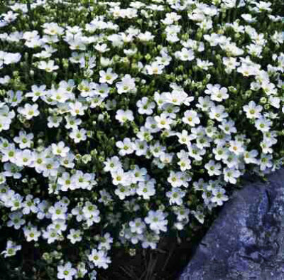Arenaria montana 'Avalanche'