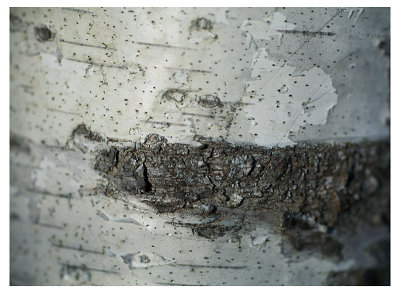 bark