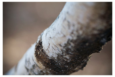 bark