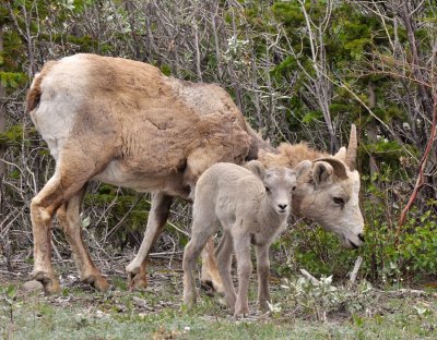 Bighorn sheep Icefield PKWY