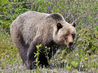 Brown Bear Jasper NP