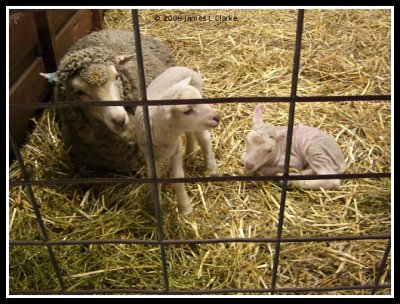 A Sheep and Lambs