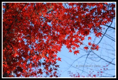 Red Leaves on cool sky