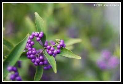 Purple Berries