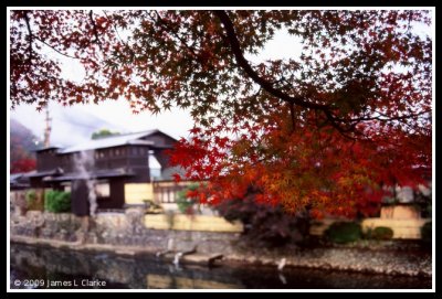 Through the Maple Leaves