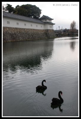 Two Black Swans at Hikone-jo