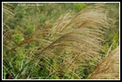 Susuki (Pampas Grass)