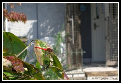 Aka Tonbo (Red Dragonfly)