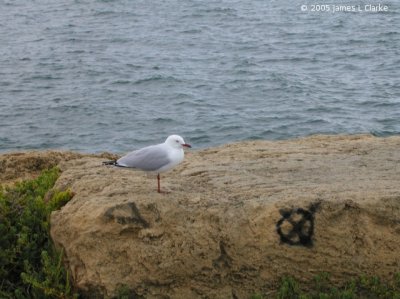 Seagull on a Rock