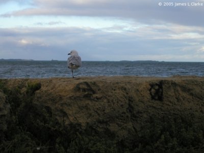 A Seagull's POV