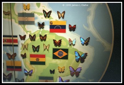 Butterflies from South America