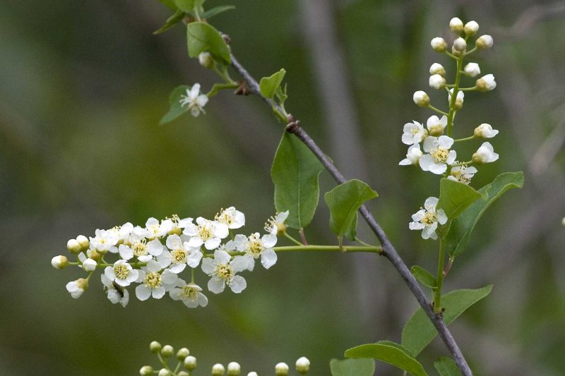 Choke Cherry (Prunus virginiana)