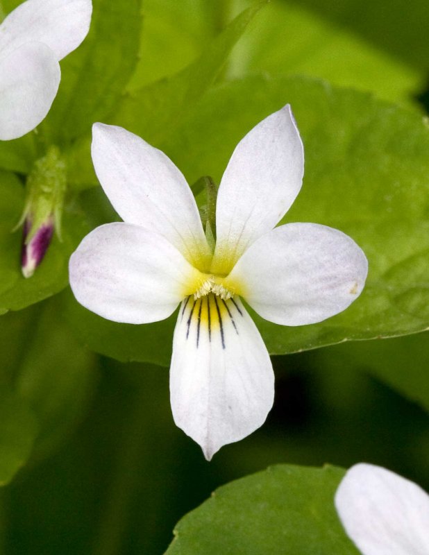 Canada Violet (Viola canadensis)