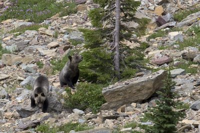 Grizzly cubs