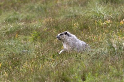 Hoary marmot