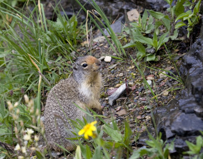 Columbian ground squirrel