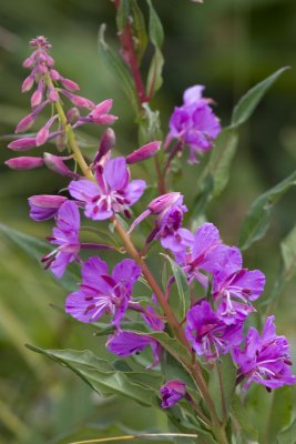 Fireweed
