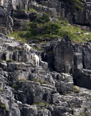 Mountain goats