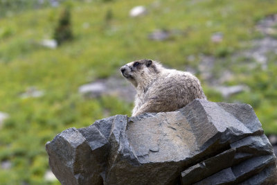 Hoary marmot
