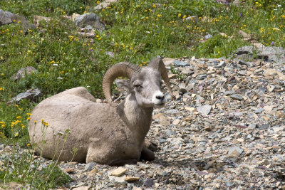 Bighorn ram