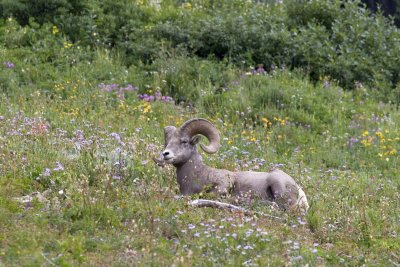 Bighorn ram