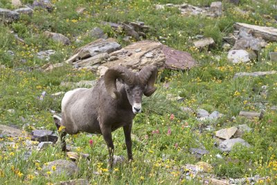 Bighorn ram