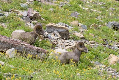 Bighorn rams