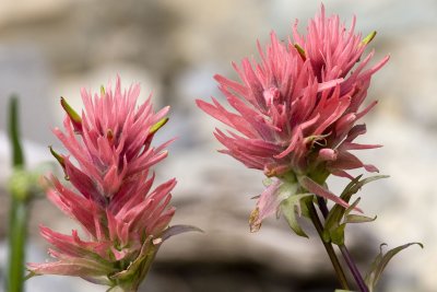 Paintbrush