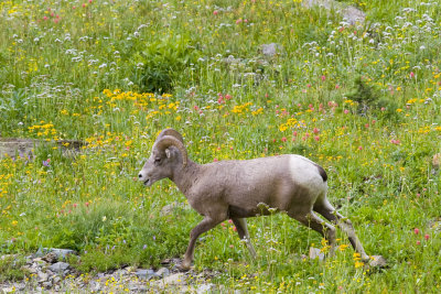 Bighorn ram