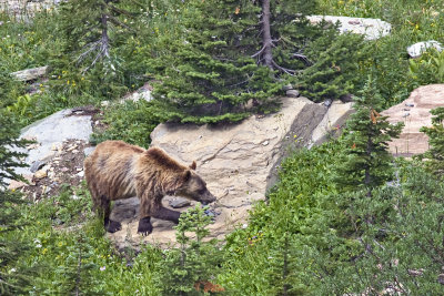 Grizzly bear