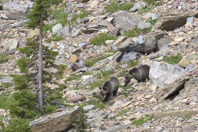 Grizzly cubs