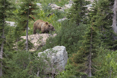 Grizzly bear