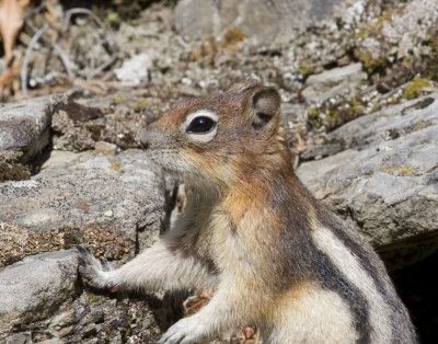 Golden mantle ground squirrel