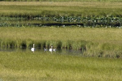 Trumpeter Swans on Swan Pond