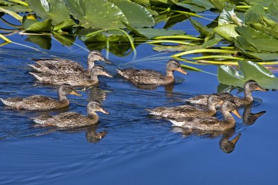 Duck family