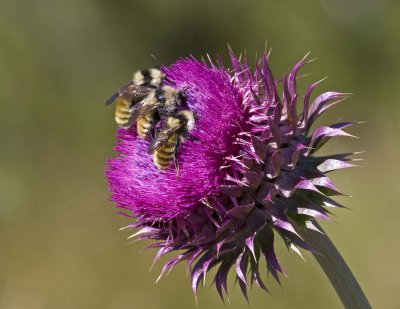 Nodding thistle and bumblebees
