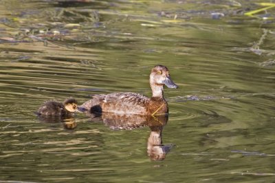 Lesser Scaup, mother and duckling