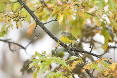 Nashville Warbler