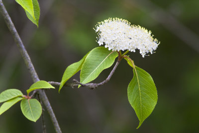 Nannyberry (Viburnium lentago)