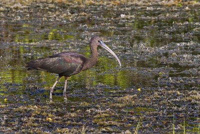 Glossy Ibis