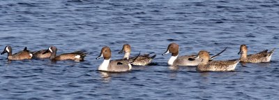 N. Pintails and Blue-wing Teal