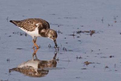 Ruddy Turnstone