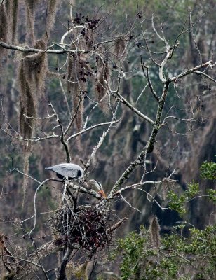 Great Blue Heron with nest