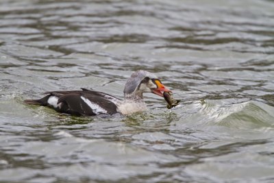 King Eider