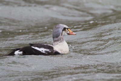 King Eider