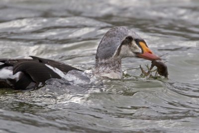 King Eider